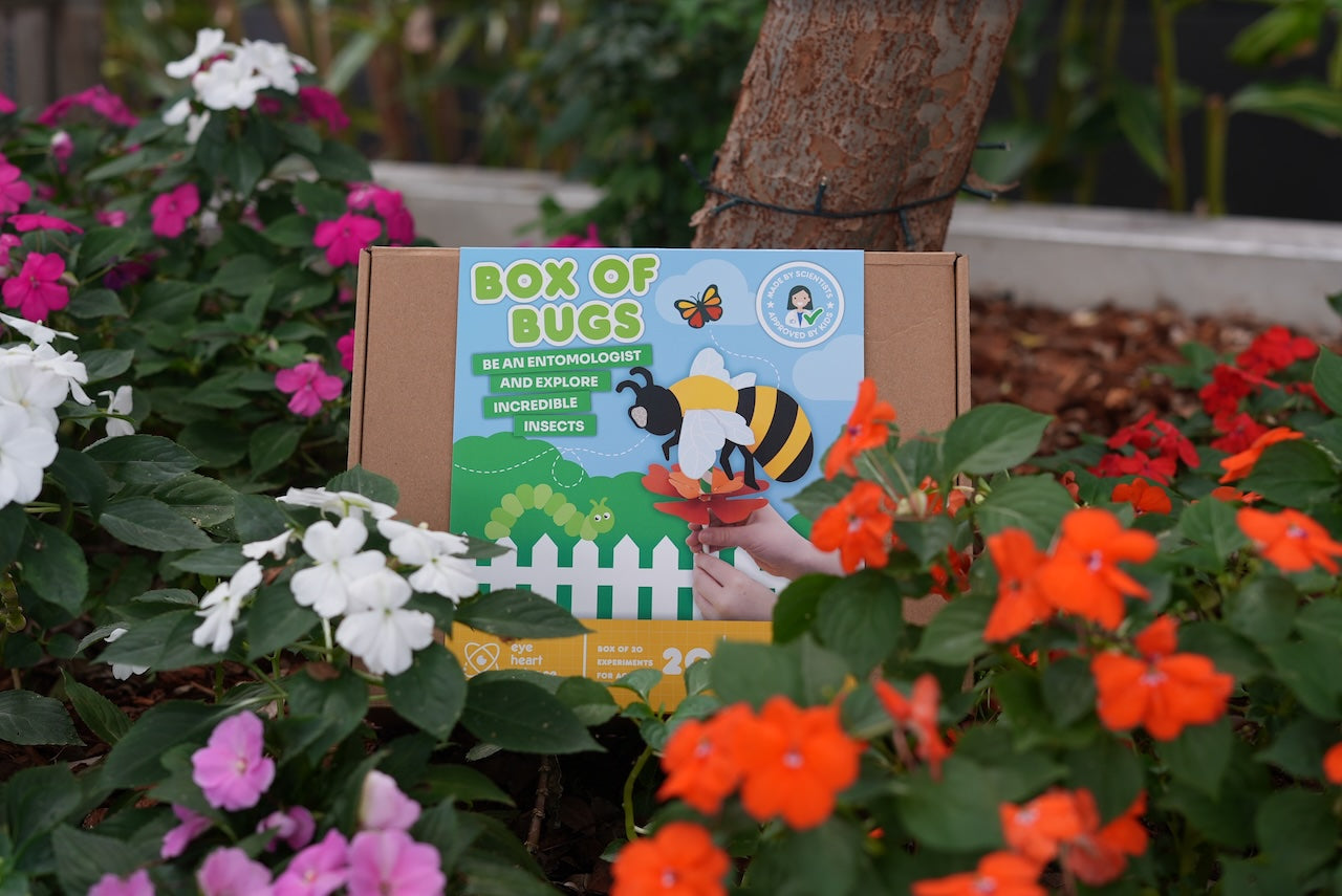 BOX OF BUGS